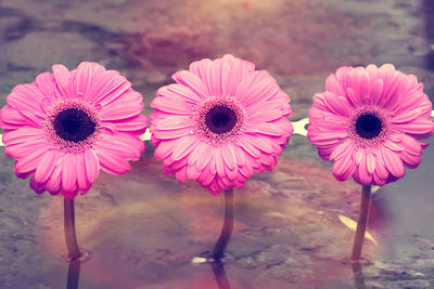 Close-up of pink flowers