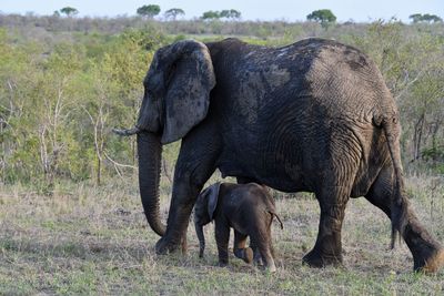 Elephant in a field