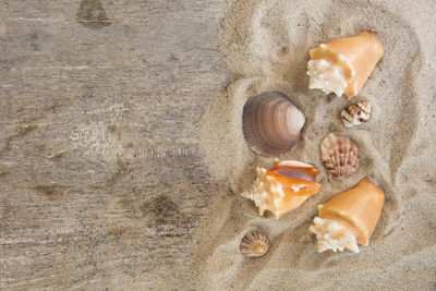 High angle view of seashell on beach