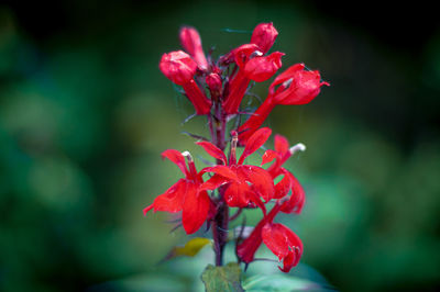 Close-up of red flowering plant