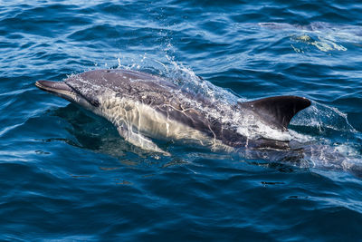 High angle view of dolphin swimming in sea