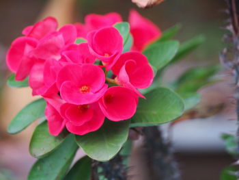 Close-up of flower blooming outdoors