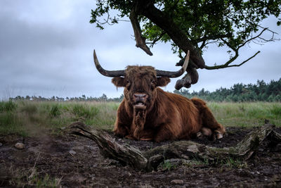 Highland cattle sitting on tree against sky