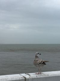 Bird perching on sea against sky