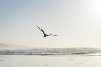 Bird flying over sea against clear sky