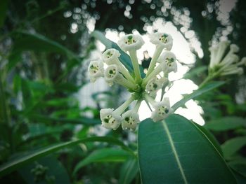 Close-up of flowers against blurred background