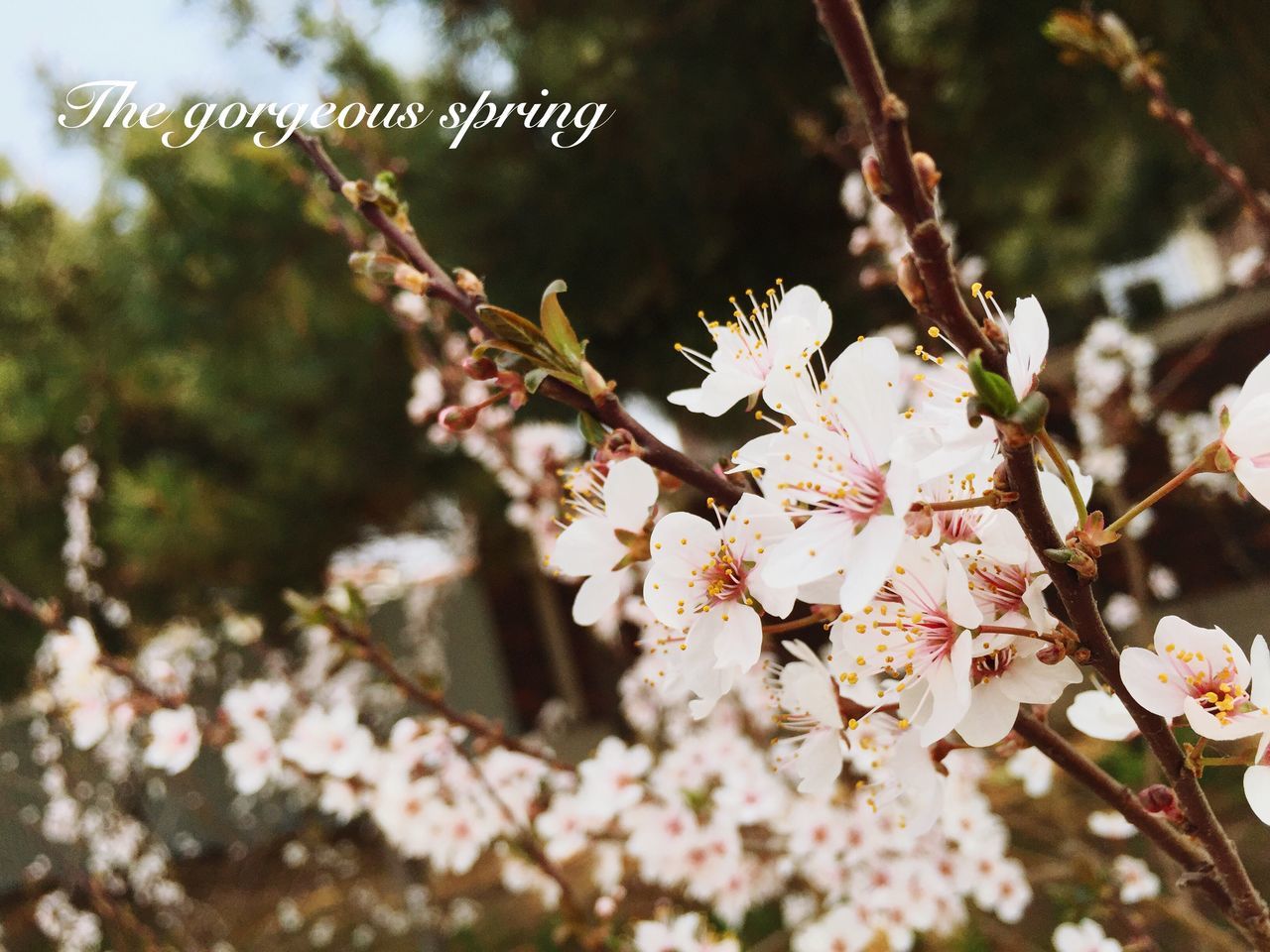 flower, growth, branch, freshness, tree, fragility, nature, close-up, beauty in nature, focus on foreground, cherry blossom, blossom, white color, low angle view, twig, cherry tree, springtime, plant, blooming, leaf