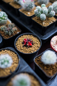 High angle view of succulent plant on table