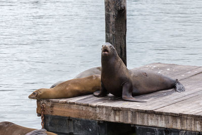 High angle view of sea lion on wooden pier