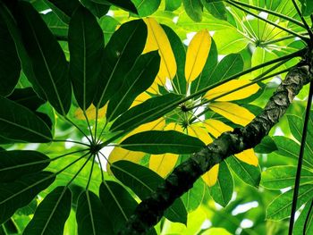 Close-up of leaves