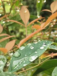 Close-up of raindrops on plant