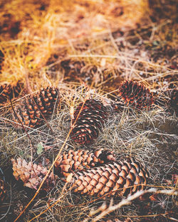 Close-up of pine cone on field