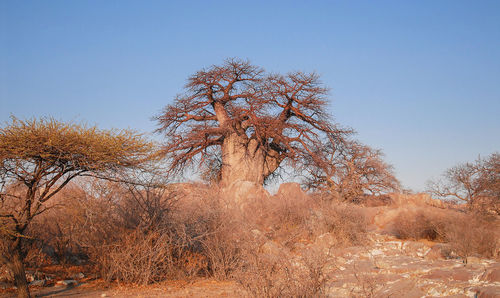 Bare tree on field against clear sky