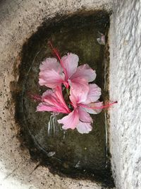 High angle view of pink flowering plant