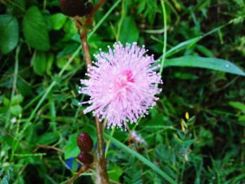 Close-up of flower blooming outdoors