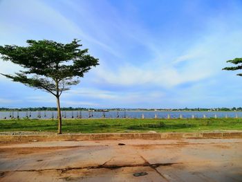 Trees on field against sky