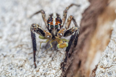 Close-up of spider on rock