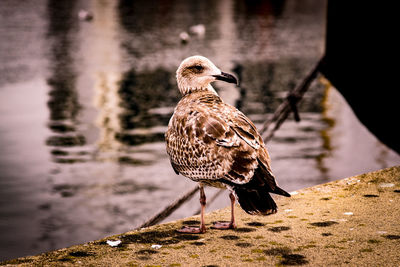 Bird perching on rock at lakeshore