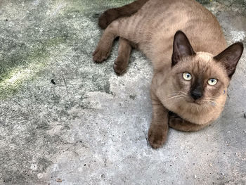 High angle portrait of cat relaxing on concrete