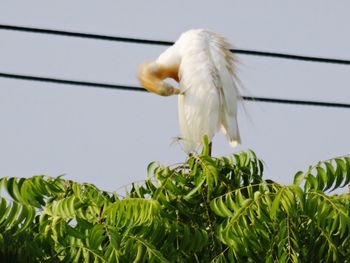 Low angle view of a bird perching on a plant