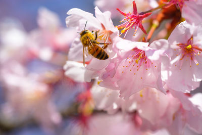 Close-up of bee pollinating on pink flower