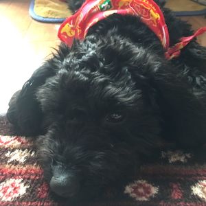 Close-up portrait of a dog