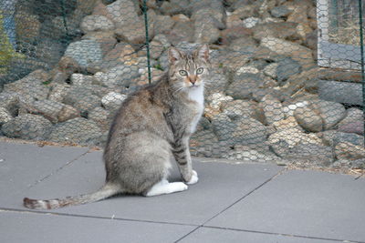 Cat sitting on wall