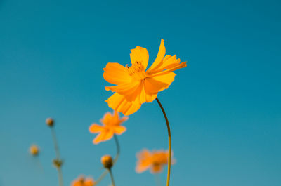 Close-up of yellow cosmos growing against clear blue sky 