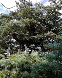 Birds perching on tree