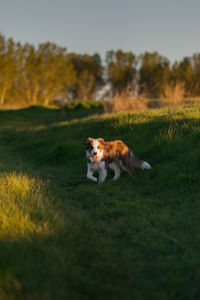 Cute border collie puppy playing on grass field at sunset