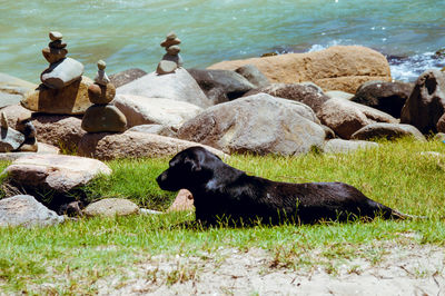 View of sheep on rocks