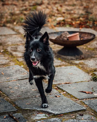 Portrait of black dog on footpath