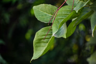 Close-up of insect on plant