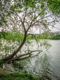 Scenic view of river amidst trees in forest