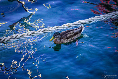 High angle view of duck swimming in lake