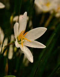 Close-up of wet flower on plant