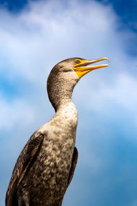 Close-up of bird