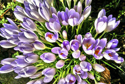 Close-up of purple flowers blooming outdoors