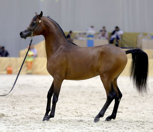 Horse standing outdoors