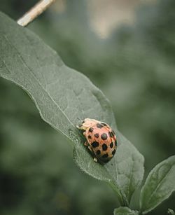 Close-up of ladybug on leaf