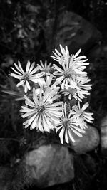 Close-up of flowers blooming outdoors