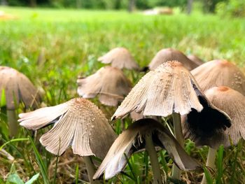 Close-up of mushrooms on field