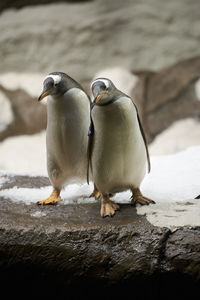 Close-up of penguins on rock