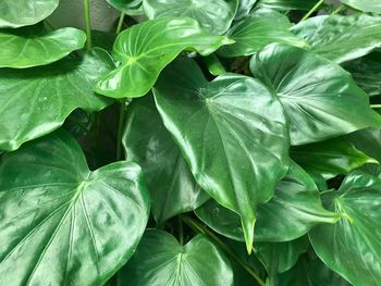 Close-up of green leaves