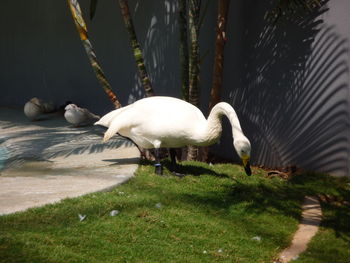 Swans on lake