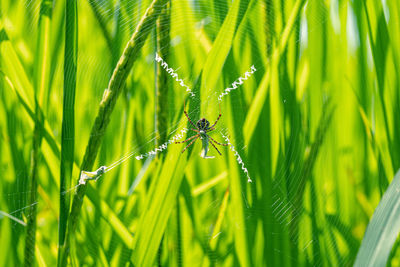 Close-up of spider on web