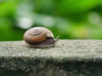 Close-up of snail