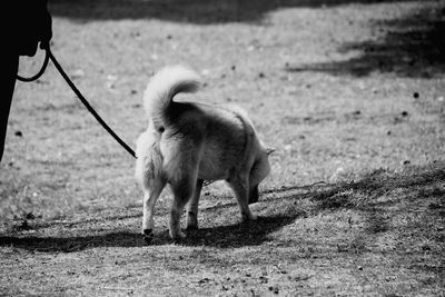 Sheep walking on field