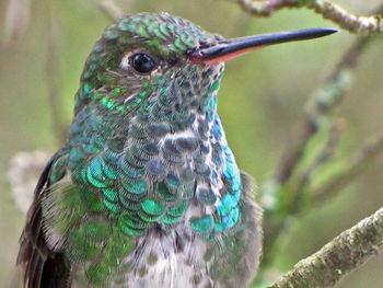 Close-up of bird perching outdoors