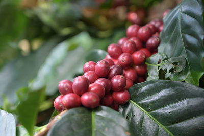 Red coffee beans on the tree in nature.